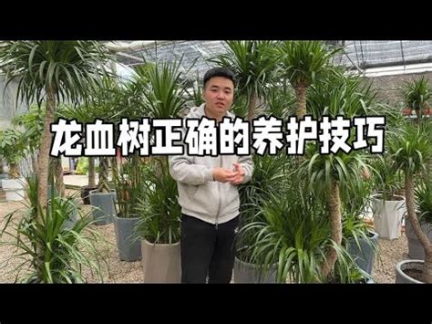 龍血樹品種|【龍血樹品種】探索龍血樹的奧秘：認識十大熱門品種，養護指南。